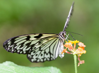 Macrophotographie d'insecte: Grand Planeur (Idea leuconoe)