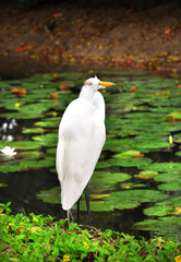 White heron on the lake with green leaves on the surface of the lotus.