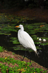 White heron on the lake with green leaves on the surface of the lotus.