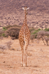  giraffe in Samburu Park in Kenya