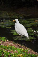White heron on the lake with green leaves on the surface of the lotus.