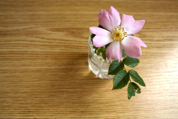 Obraz na płótnie Canvas Flower of wild rose, a rose in a glass of water.