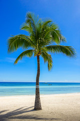 Obraz na płótnie Canvas Coconut Tree on Beach