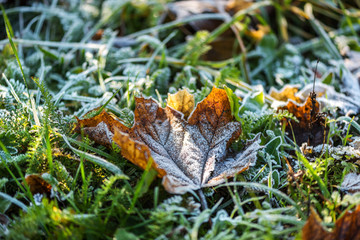 Fototapeta na wymiar Frosted green grass and yellow leaf in the garden - natural winter background