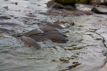 Obraz premium Pond to swim a lot of carp