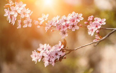 Blossoming of Japanese cherry flowers in spring time, macro sunny background