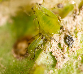 Extreme magnification - Green aphids on a plant