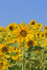 Sonnenblumen langer Stiel