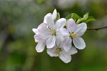 Fototapeta na wymiar Flower of apple tree.
