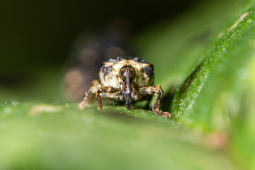 Figwort weevil (Cionus scrophulariae) on foodplant head on. Small beetle in the family Curculionidae feeding on common figwort (Scrophularia nodosa)