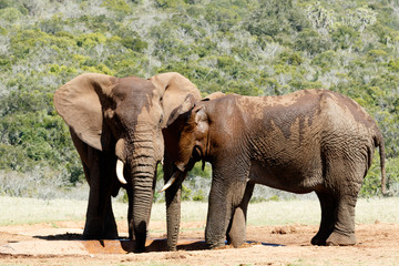 Hi Brother - Two male African Bush Elephants