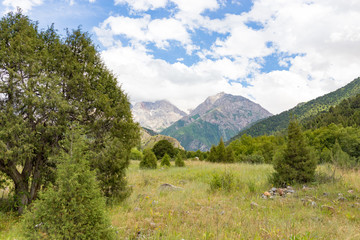 Thuja in the mountains in nature