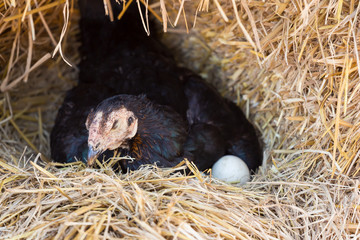 hen laying eggs in her nest