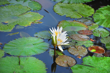 white lotus, water lilly