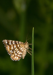 Macrophotographie d'insecte: Géomètre à barreaux (Chiasmia clathrata)