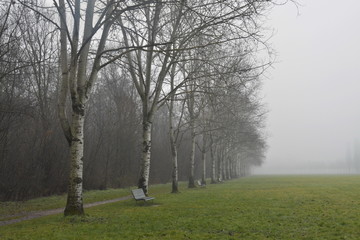 Betulle nella nebbia