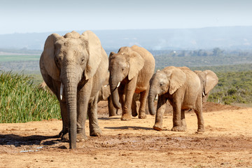 Naklejka premium African Bush Elephant family gathering at the watering hole