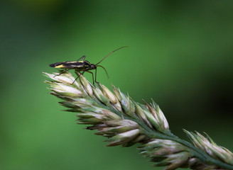 Macrophotographie d'insecte: Hadrodemus m-flavum