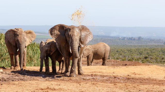 African Bush Elephant having a mud bath
