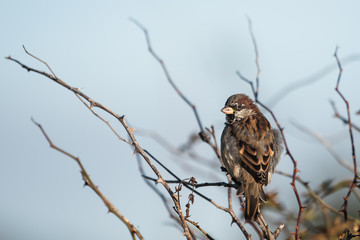 House Sparrow, Sparrow, Passer domesticus