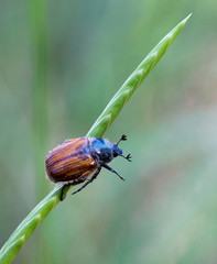 Macrophotographie d'insecte: Hanneton commun (Melolontha melolontha)