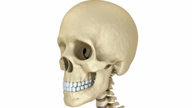 Human skull skeleton. Medically accurate 3D animation 