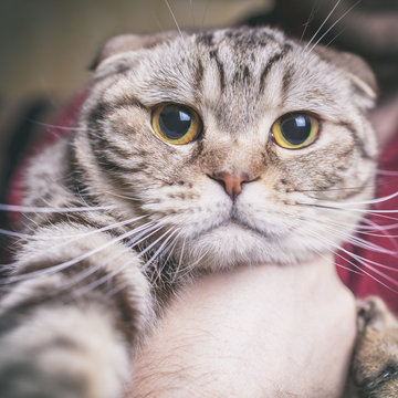 serious cat makes selfie photo