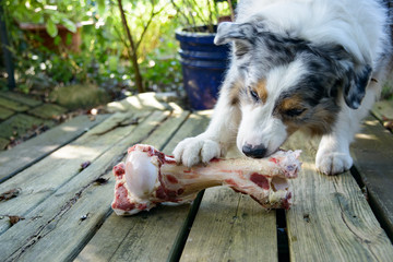 Ein Hund liegt auf im Garten und knabbert und leckt genüsslich einen riesigen großen frischen Knochen  - 122132392