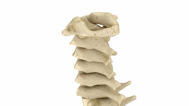 Cervical spine anatomy. Human skeleton. Medically accurate 3D animation 