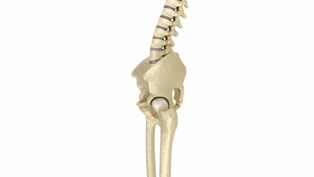Human skeleton: pelvis and sacrum. Medically accurate 3D animation 
