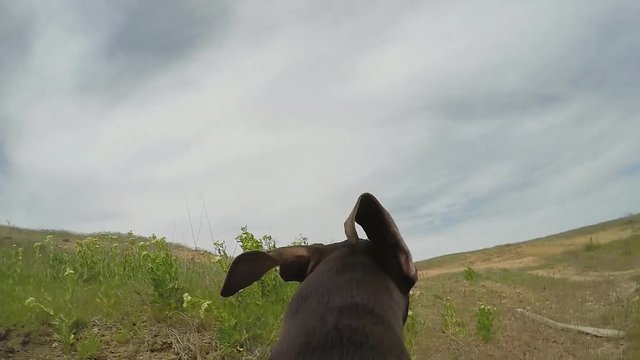 Hunter dog running with camera on the back. Slow motion.