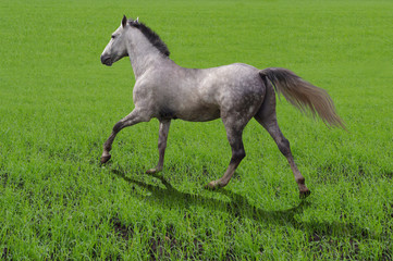 breed horse Orlov trotter runs on grass