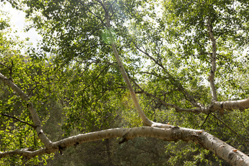 branch of a tree in nature as a background