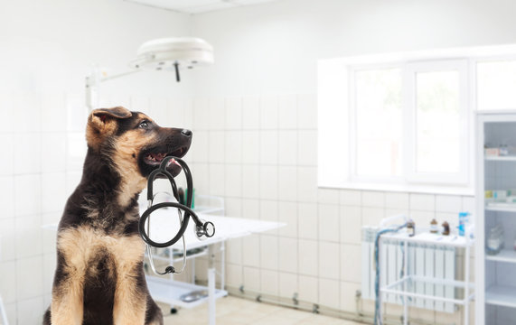 Shepherd puppy, veterinary clinic