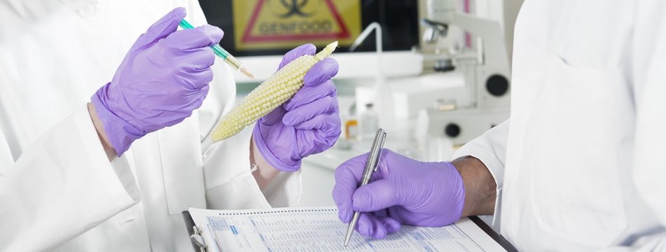 Banner Gentechniker untersuchen Genfood Mais im Labor