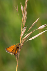 Macrophotographie d'insecte: Hespérie du chiendent (Thymelicus acteon)