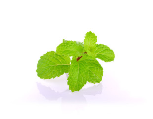 mint leaves on the white background