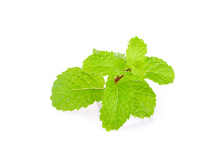mint leaves on the white background