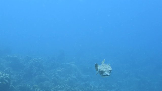 Unterwasser - Riff - Kugelfisch - Schwamm - Taucher - Tauchen - Curacao - Karibik - 4K