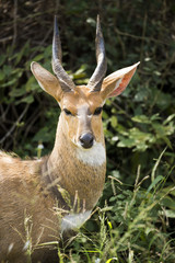 Deer lloking at you