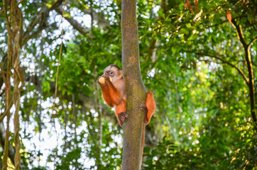 Tufted Capuchin, also known as Brown or Black-capped Capuchin fed with bananas by the Tambopata National Park staff, in Peru