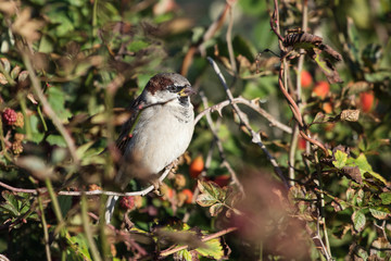 House Sparrow, Sparrow, Passer domesticus