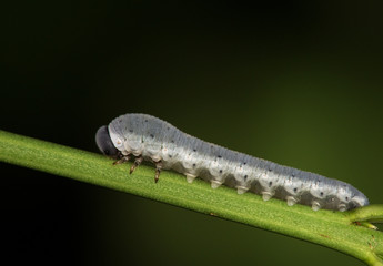 Macrophotographie d'insecte: Larve de tenthrède du sceau-de-Salomon (Phymatocera aterrima)