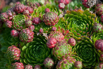 succulents in the garden close-up