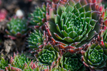 succulents in the garden close-up