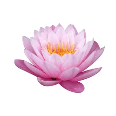 Foto op Plexiglas Waterlelie roze waterlelie met blad op vijver