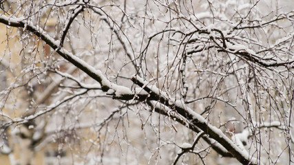 the snow on the branch