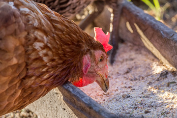 Hens eat from the feeder at the dusk before going to sleep. Authentic farm series.