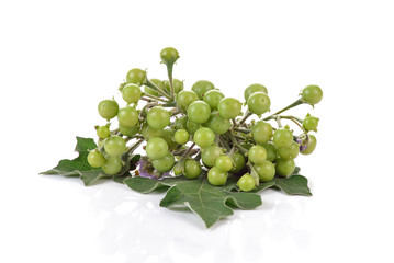 Solanum is herbal Good for health