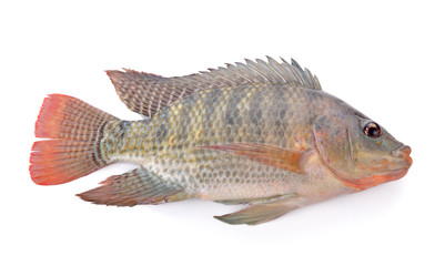 Fresh tilapia fish on white background